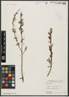 Foto von Salix acmophylla Boiss.
